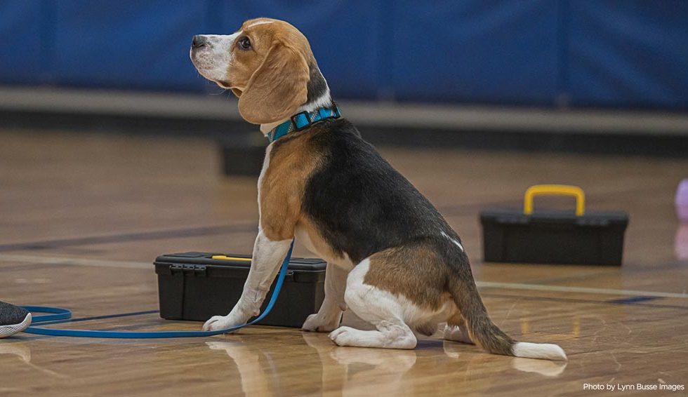 Sonny the Beagle indicates a toolbox containing odor at a scent work workshop